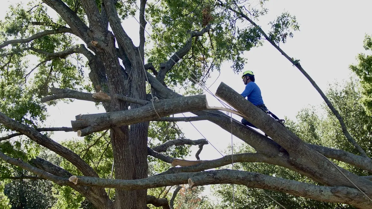 Professional Crown Thinning performed by certified arborists in Fruitdale